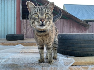 A tabby cat with a collar stands on a wooden platform covered with a translucent sheet. The cat is looking directly at the viewer. Two large tires are positioned behind the cat, with a rustic wooden fence and metal roofing in the background.