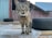 A tabby cat with a collar stands on a wooden platform covered with a translucent sheet. The cat is looking directly at the viewer. Two large tires are positioned behind the cat, with a rustic wooden fence and metal roofing in the background.