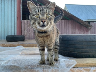 La experiencia de vivir con 14 gatos: Todo lo que necesitas saber