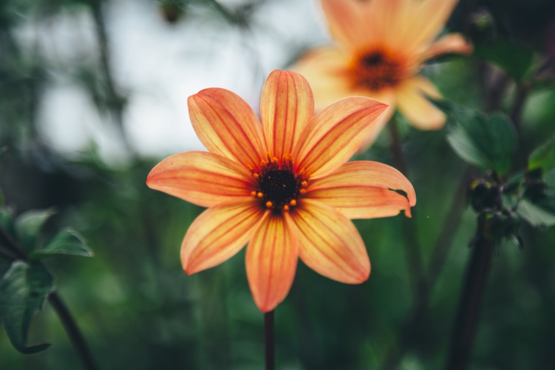 orange flower