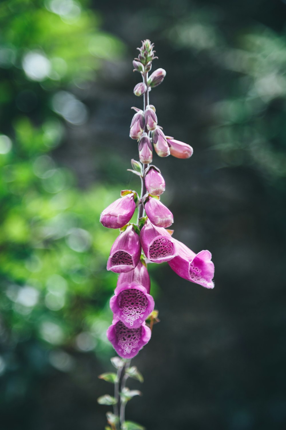 pink petaled flower plant