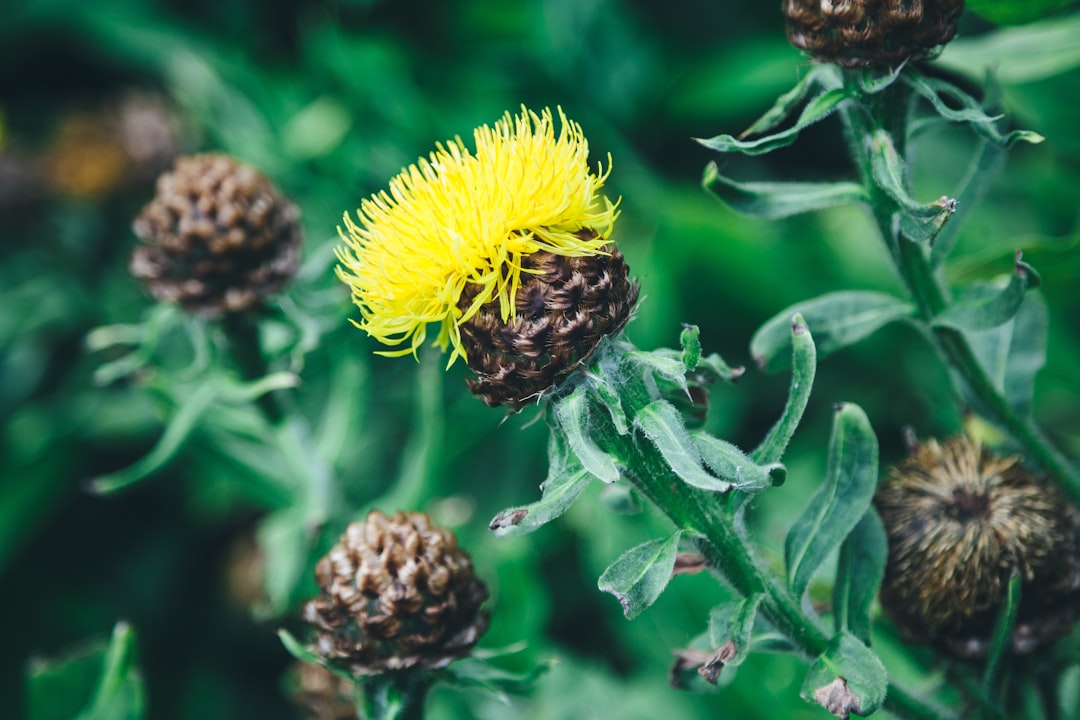 yellow flowers