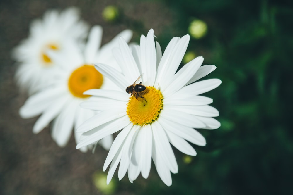 bee on white petaled flowers