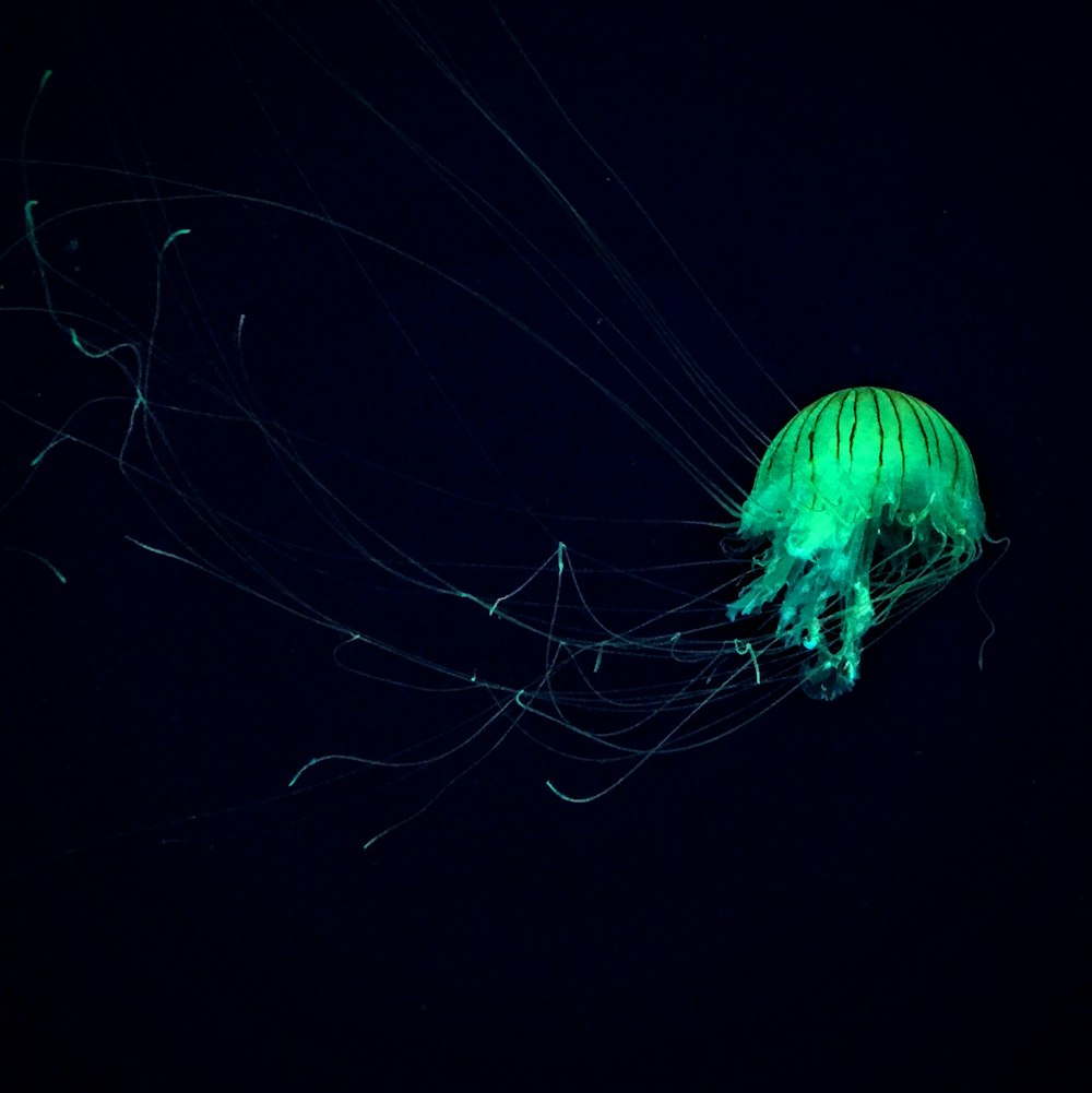 green jelly fish