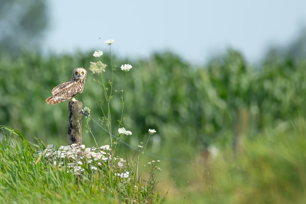 white petaled plants near field