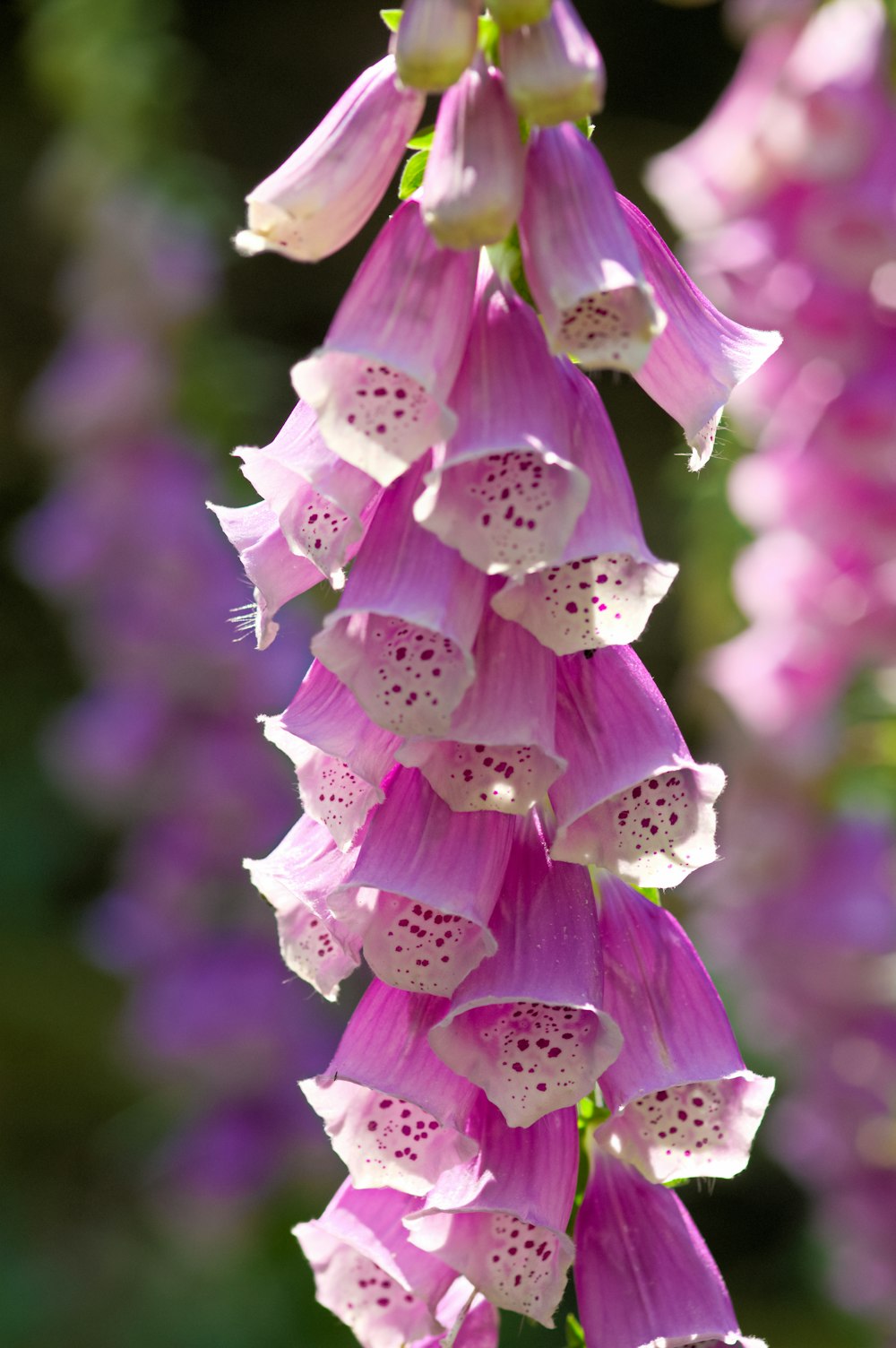 purple petaled flower