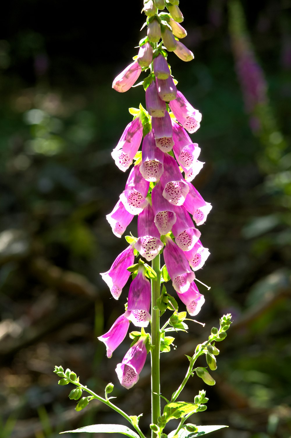 pink flower in close-up photography