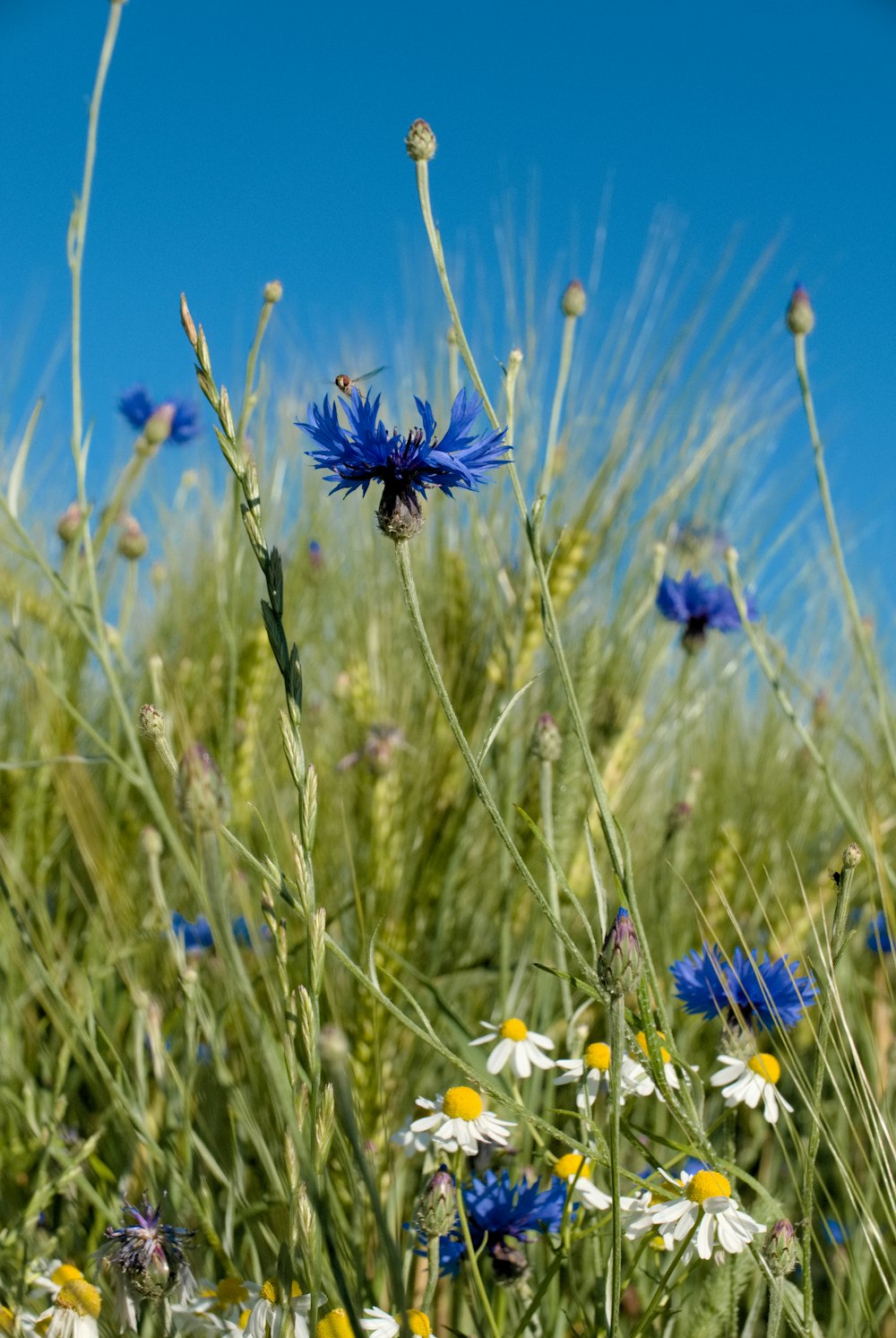 blaublättrige Blütenpflanzen