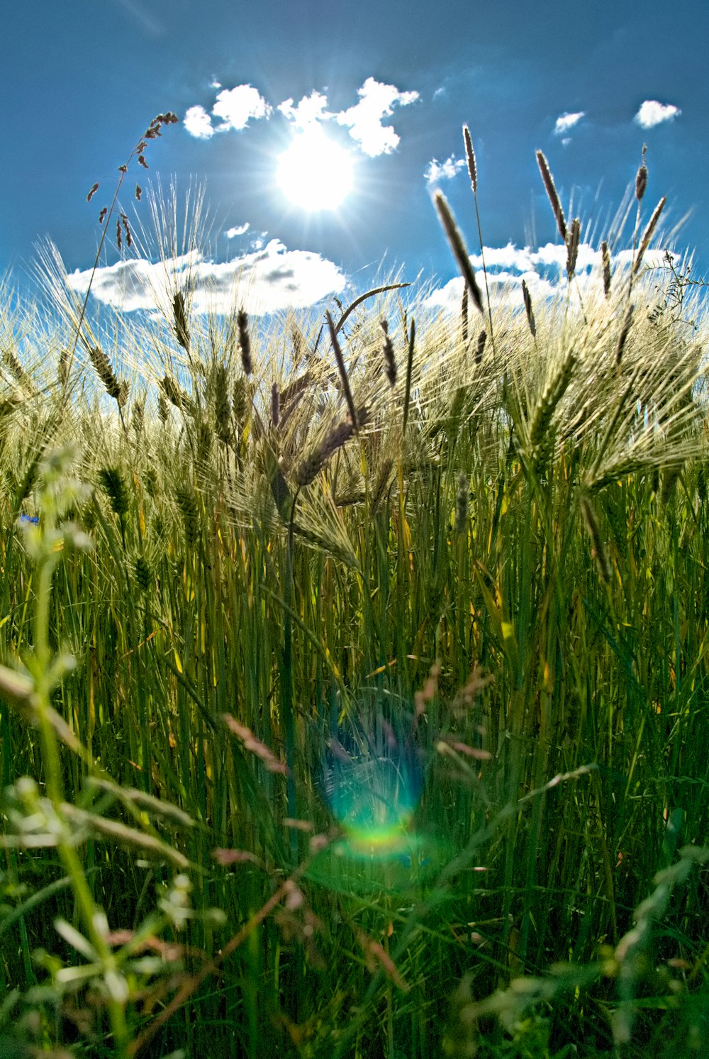 green grass field during daytime