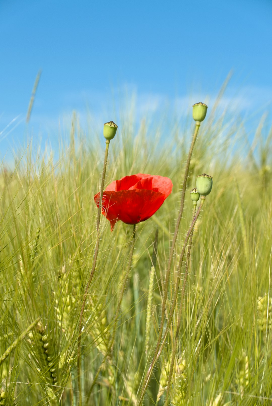 red flowering plant