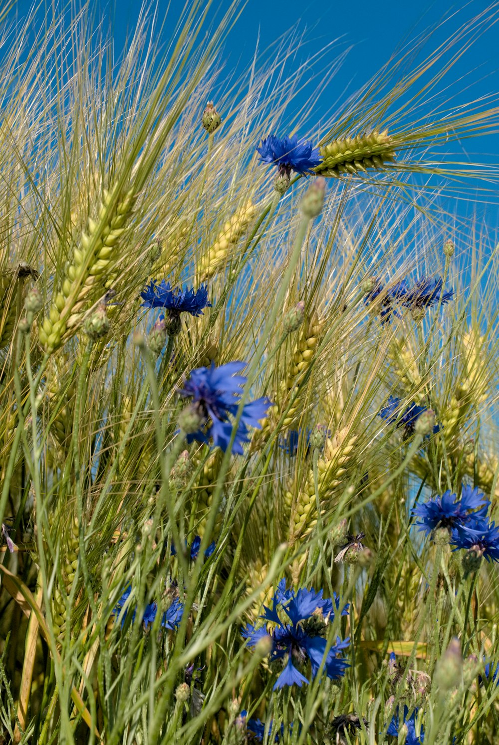 blue petaled flowers