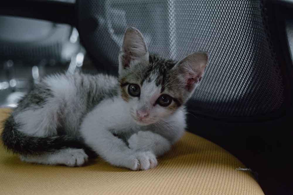 white and grey kitten ]