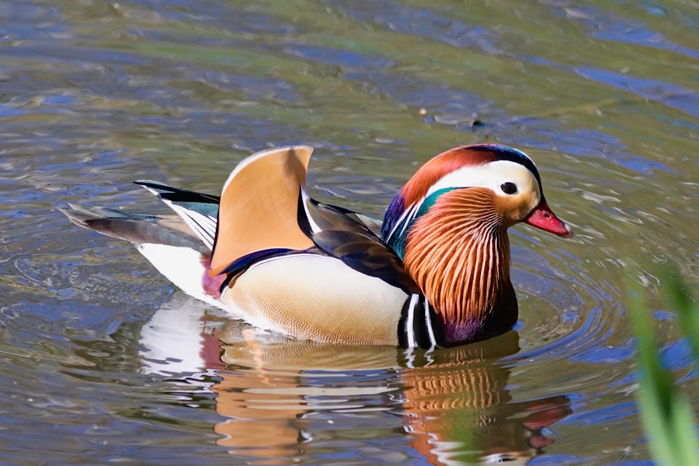 mallard duck