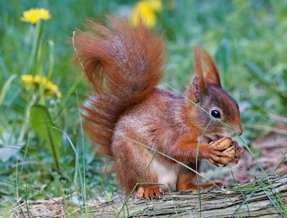 scoiattolo marrone che mangia noce