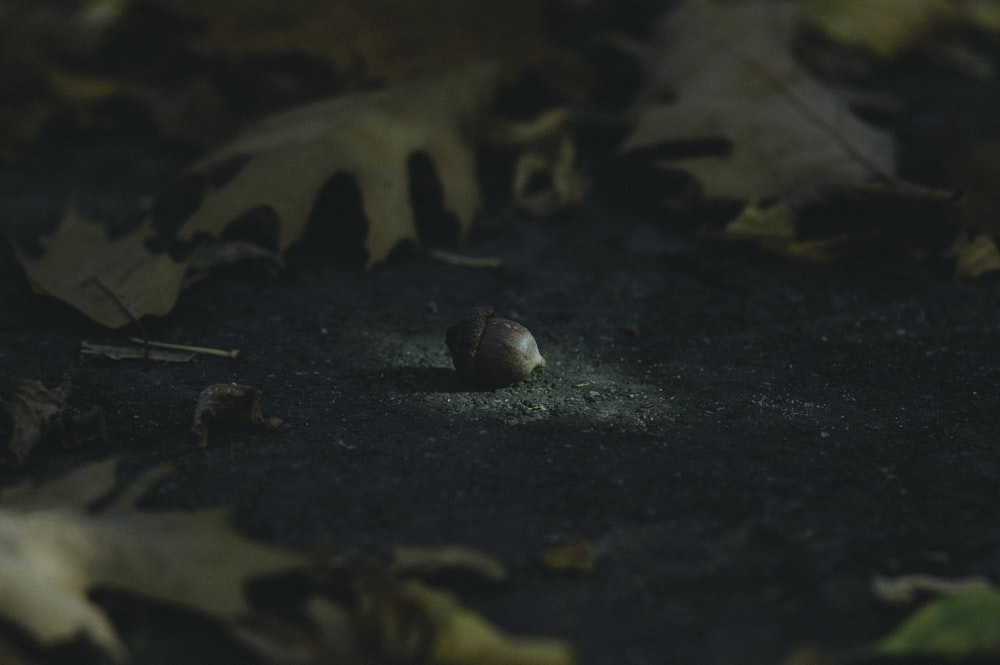 brown acorn surrounded by leaves