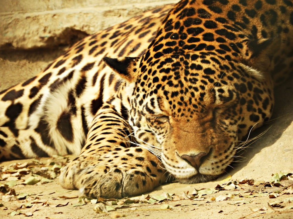 a close up of a leopard laying on the ground
