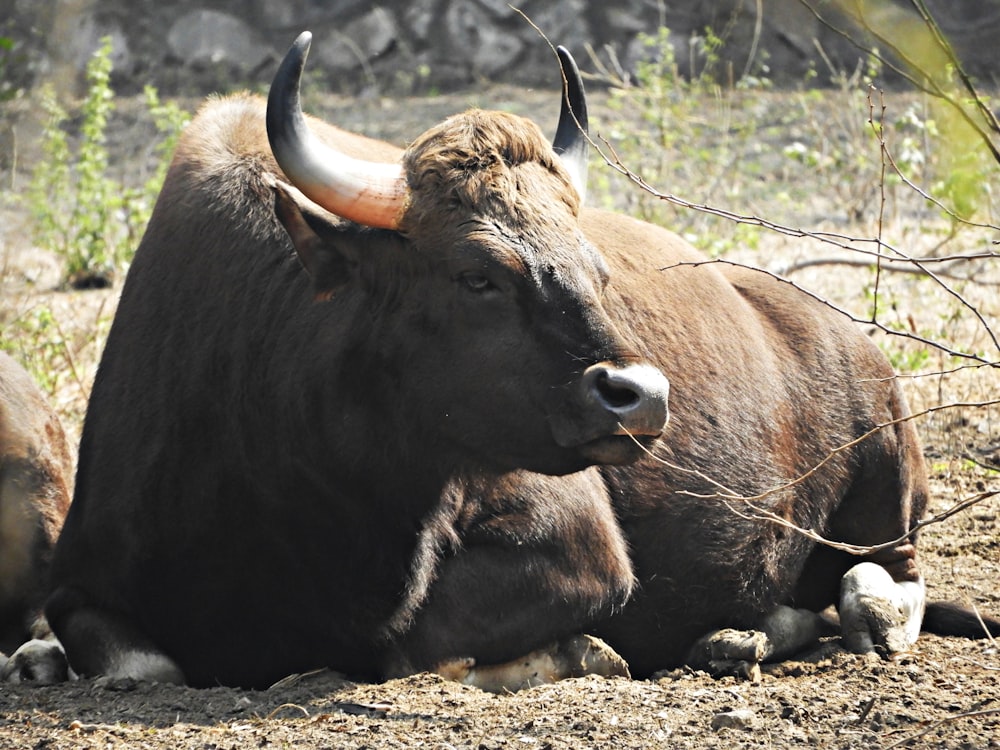 brown cattle