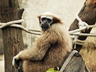 A gibbon with long, light brown fur sits on a wooden log surrounded by ropes. Its face is characterized by dark features with a contemplative expression, and its environment has an earthy and natural aesthetic.