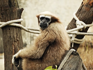 A gibbon with long, light brown fur sits on a wooden log surrounded by ropes. Its face is characterized by dark features with a contemplative expression, and its environment has an earthy and natural aesthetic.