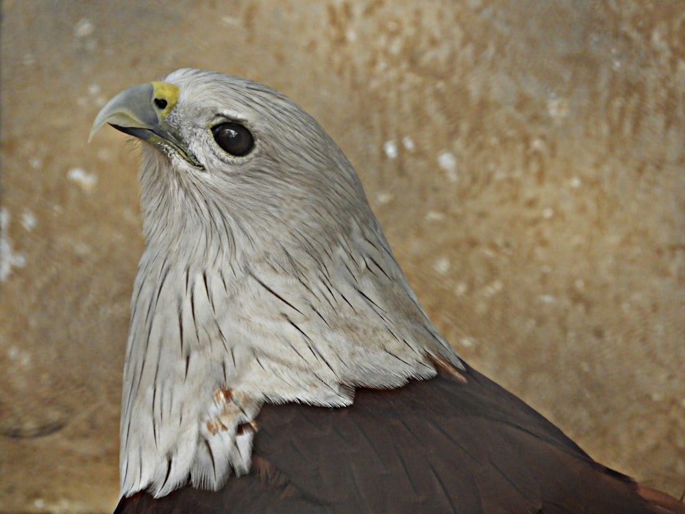 bald eagle