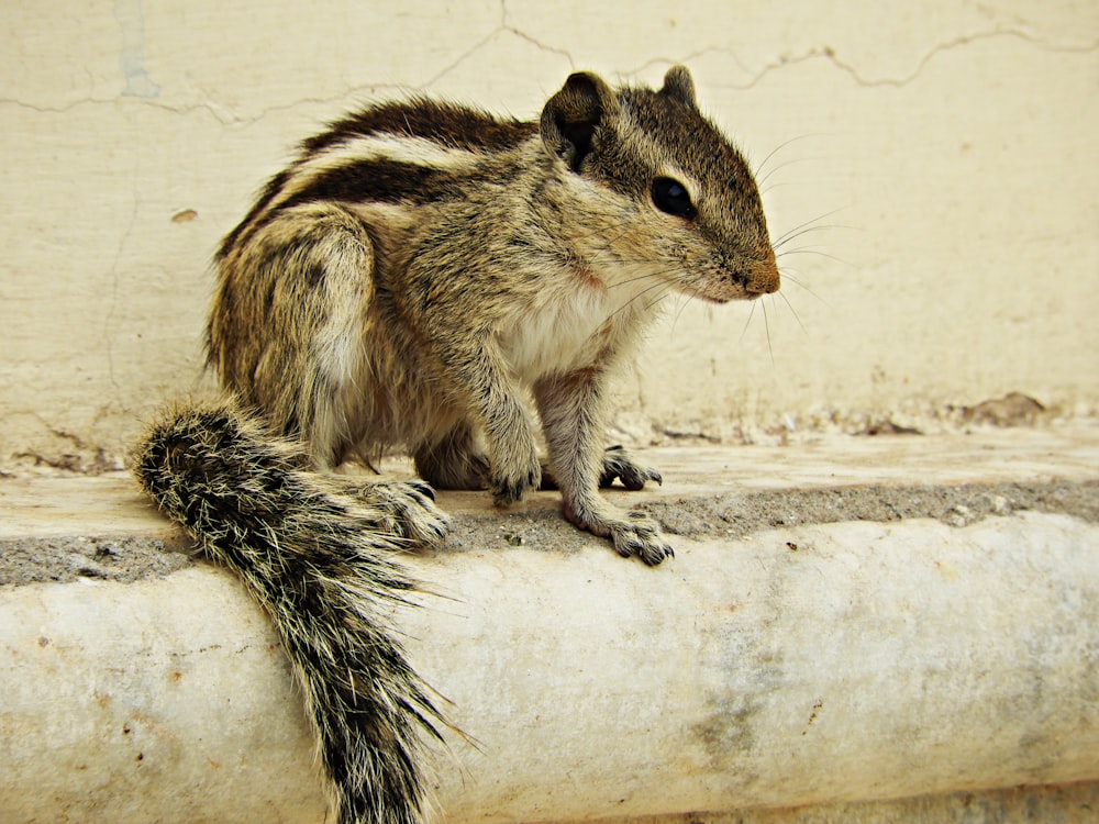 brown and black squirrel on white concrete surface