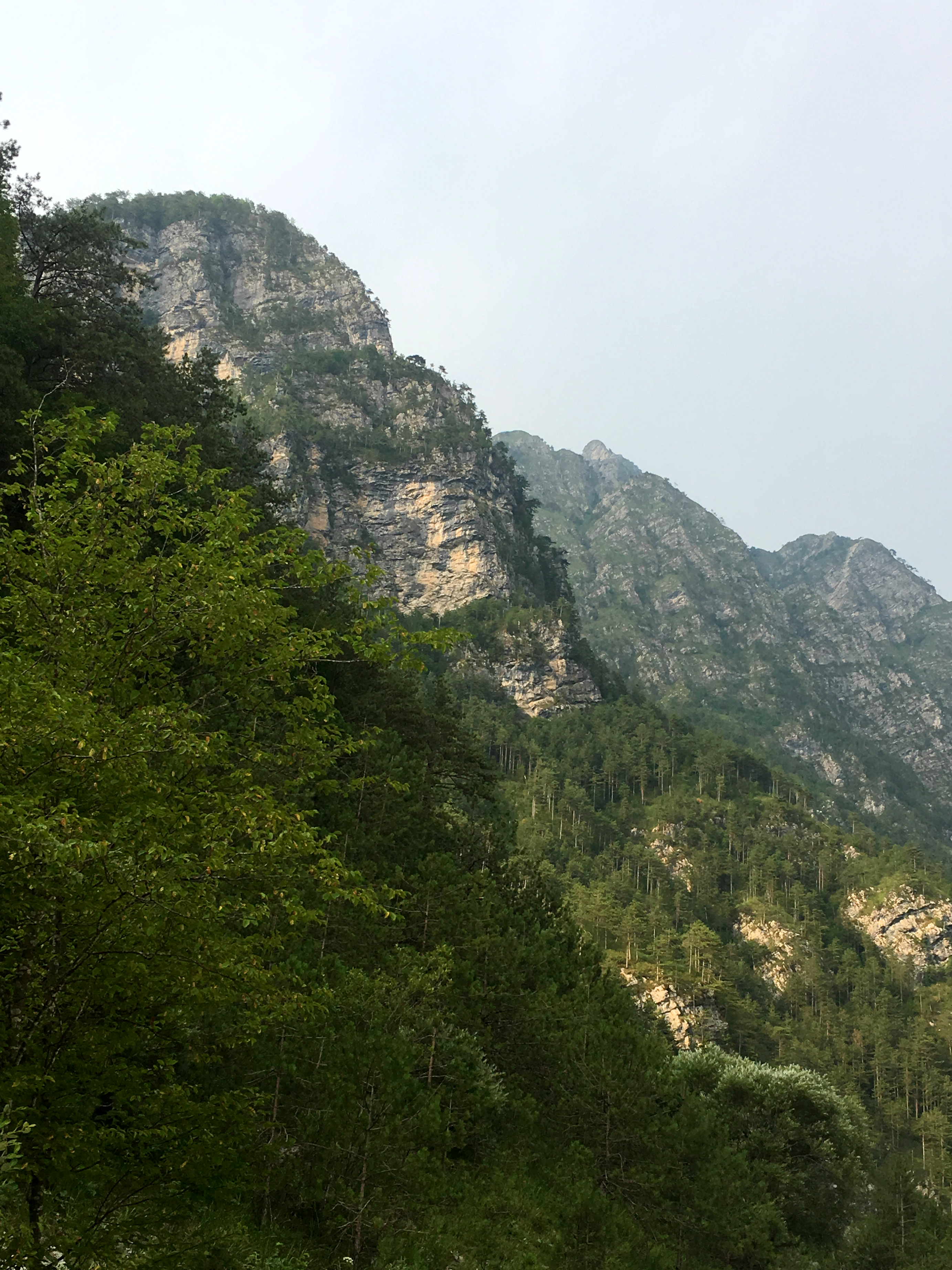 green trees