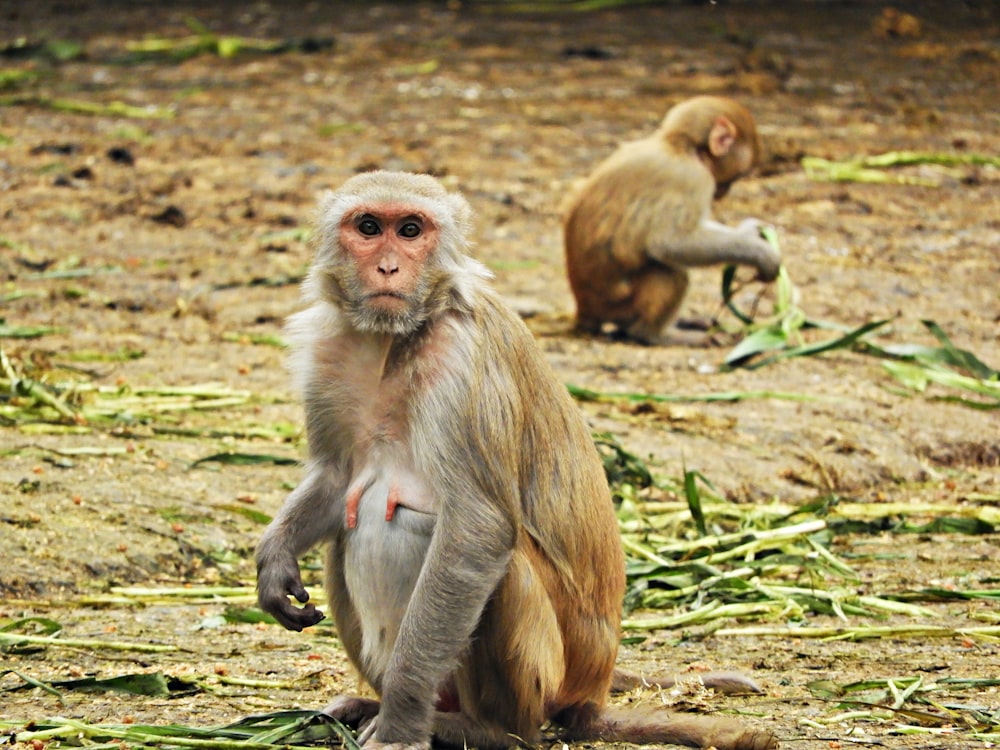 two brown monkeys on sitting on ground