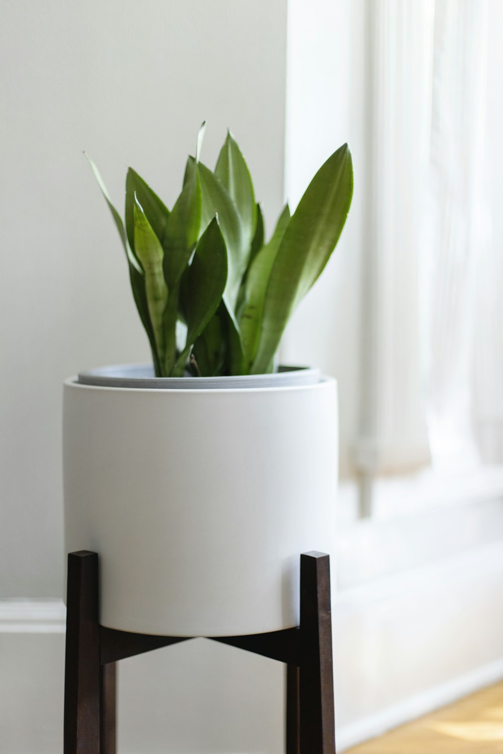 green leafed plant in pot