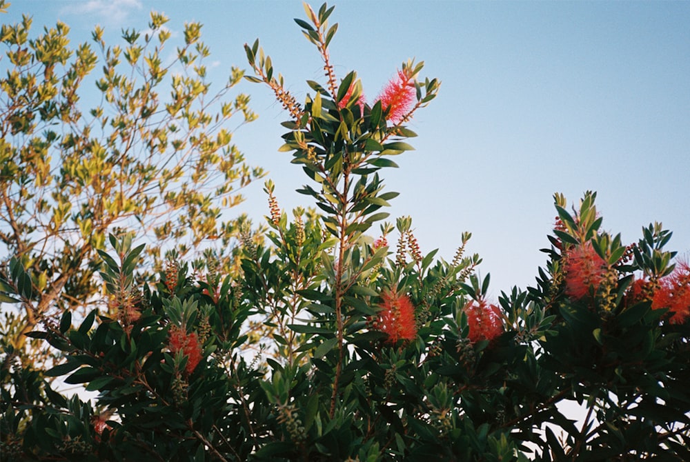 pink plant