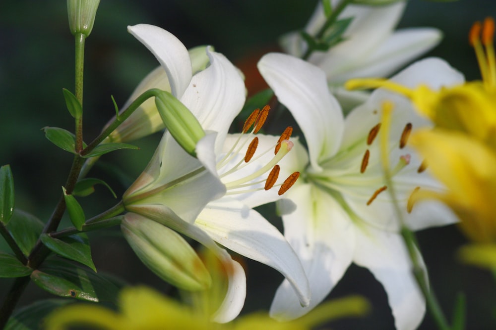 fiori di giglio bianco che sbocciano