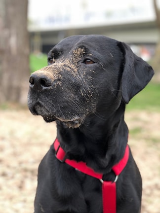 A black dog with a sandy snout, likely from digging or playing, wearing a bright red harness. It is outdoors, with a blurred background indicating a park or natural setting with trees and grass.