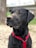 A black dog with a sandy snout, likely from digging or playing, wearing a bright red harness. It is outdoors, with a blurred background indicating a park or natural setting with trees and grass.