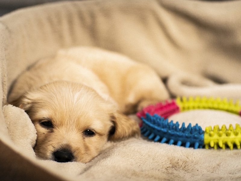 yellow Labrador retriever on mat