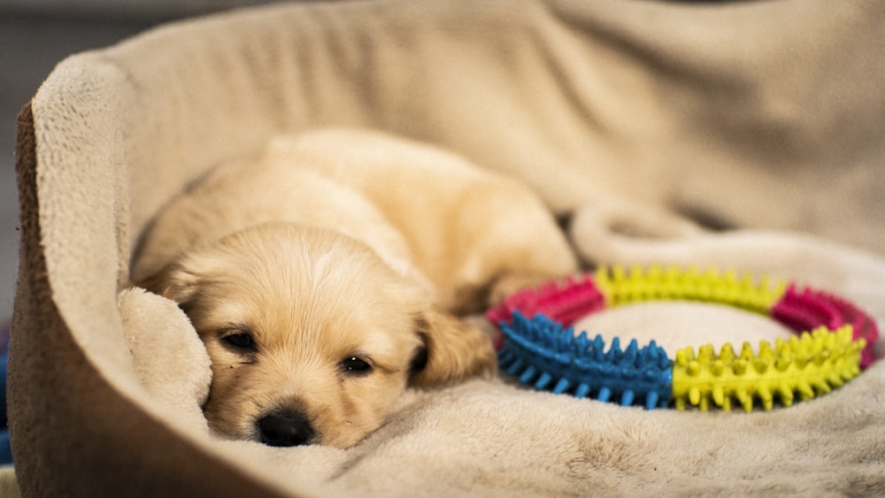 yellow Labrador retriever on mat