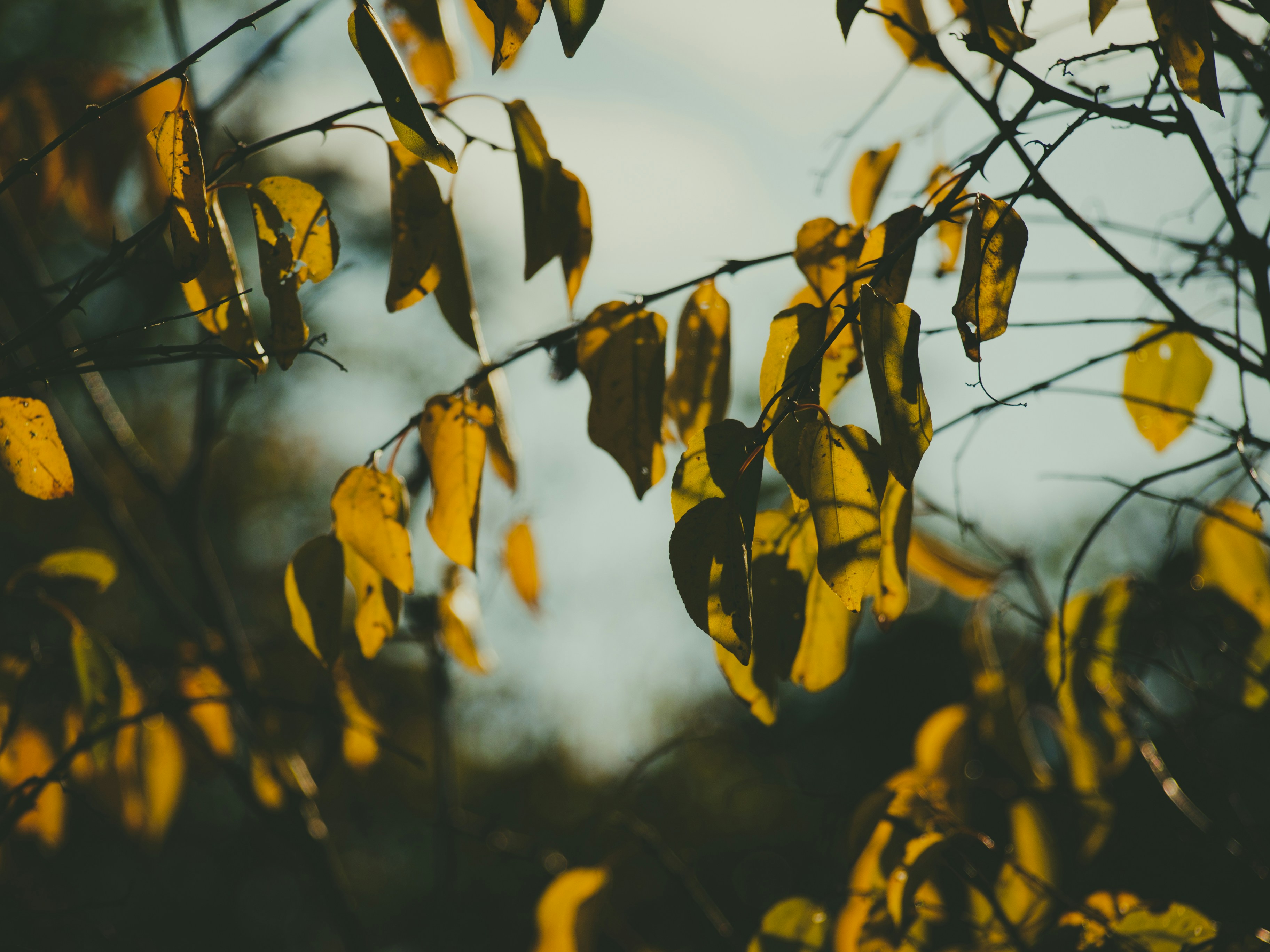 Photo by mariakacikova