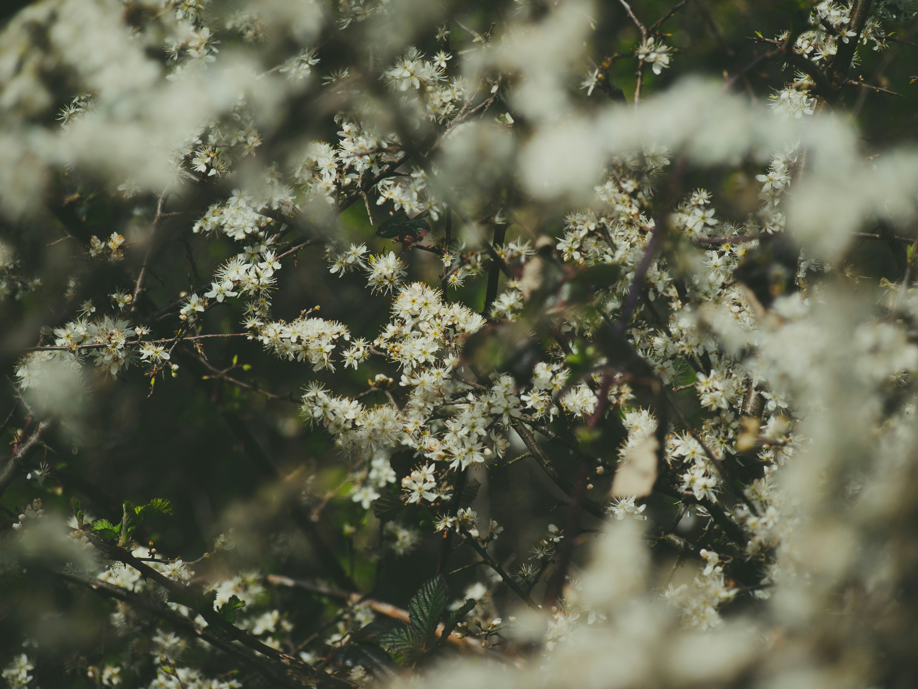 Photo by mariakacikova