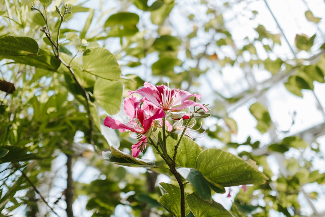 pink petaled flower