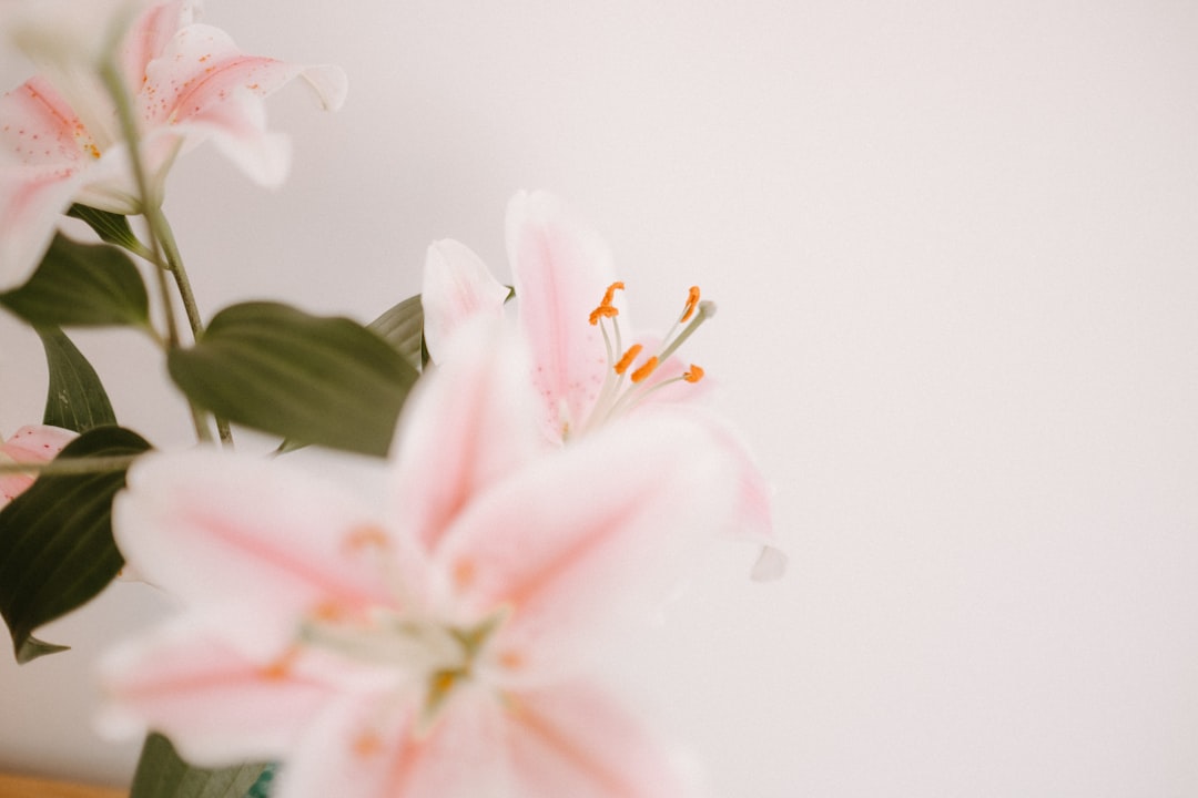 pink and white lily flowers