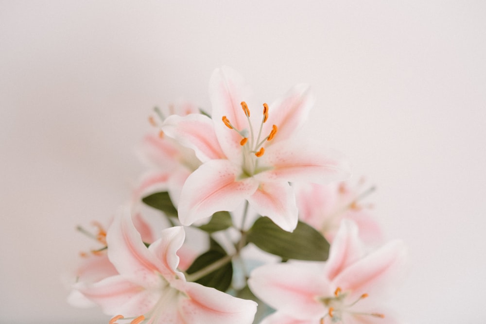 pink petaled flower