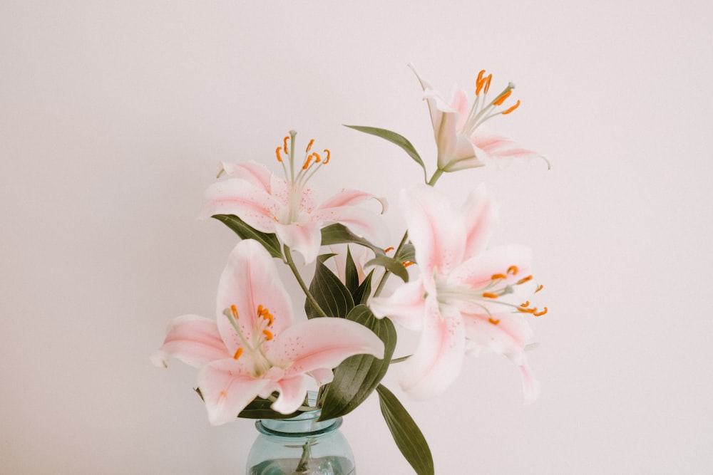 pink lily flowers