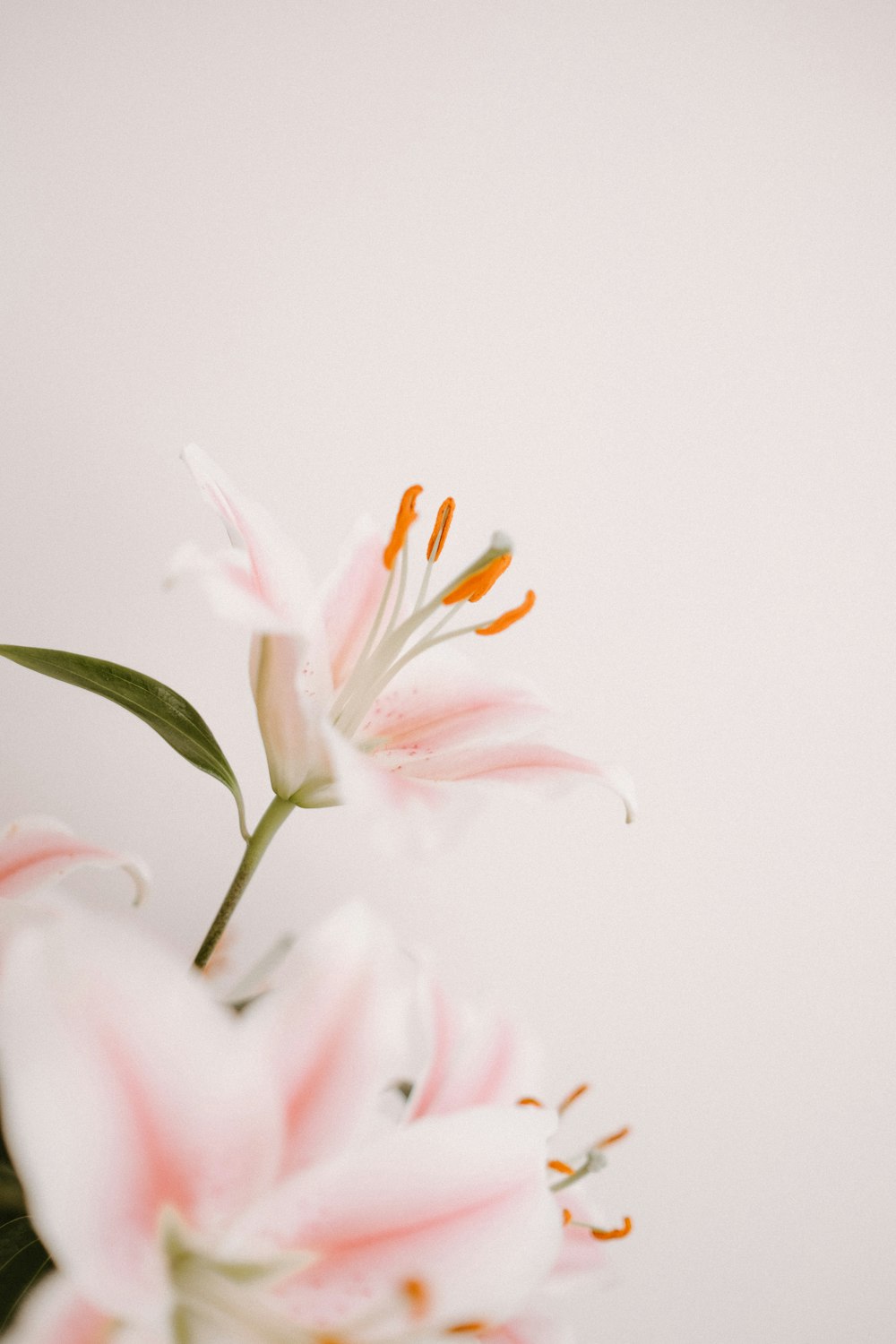 pink and white flower