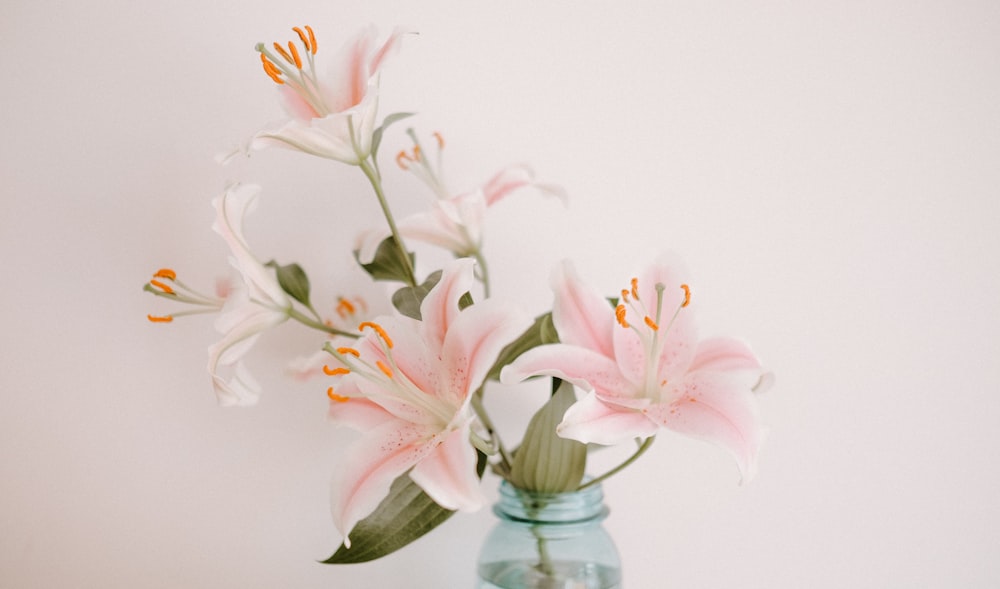 pink petaled flowers with vase
