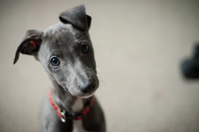 Macoun, a blue Whippet puppy with a red collar, tilting her head