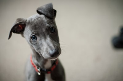 short-coated black puppy curious teams background