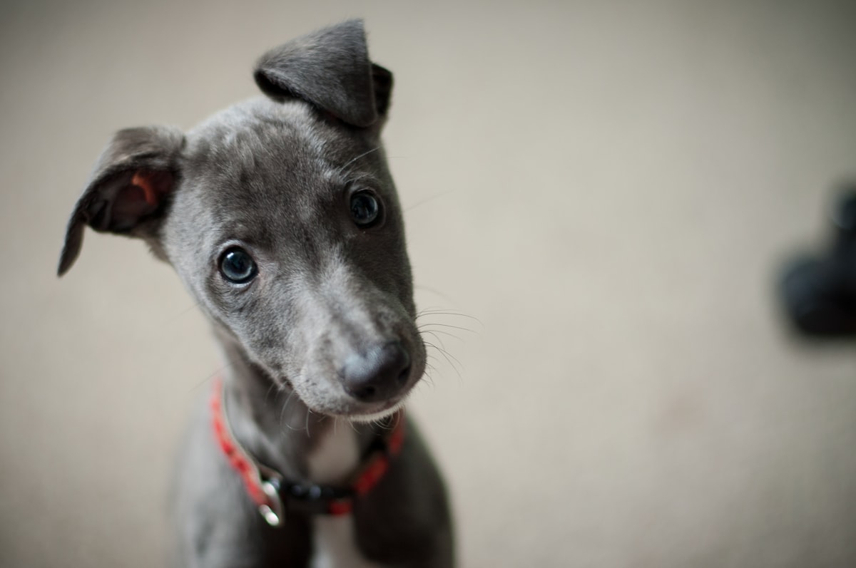 A well-trained dog sitting calmly outdoors