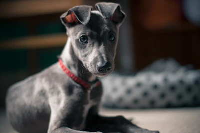 Macoun lying indoors with her red collar, week 9
