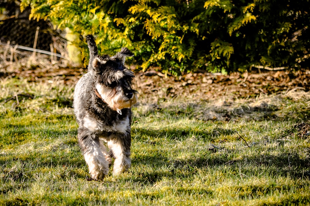 dog walking on grass