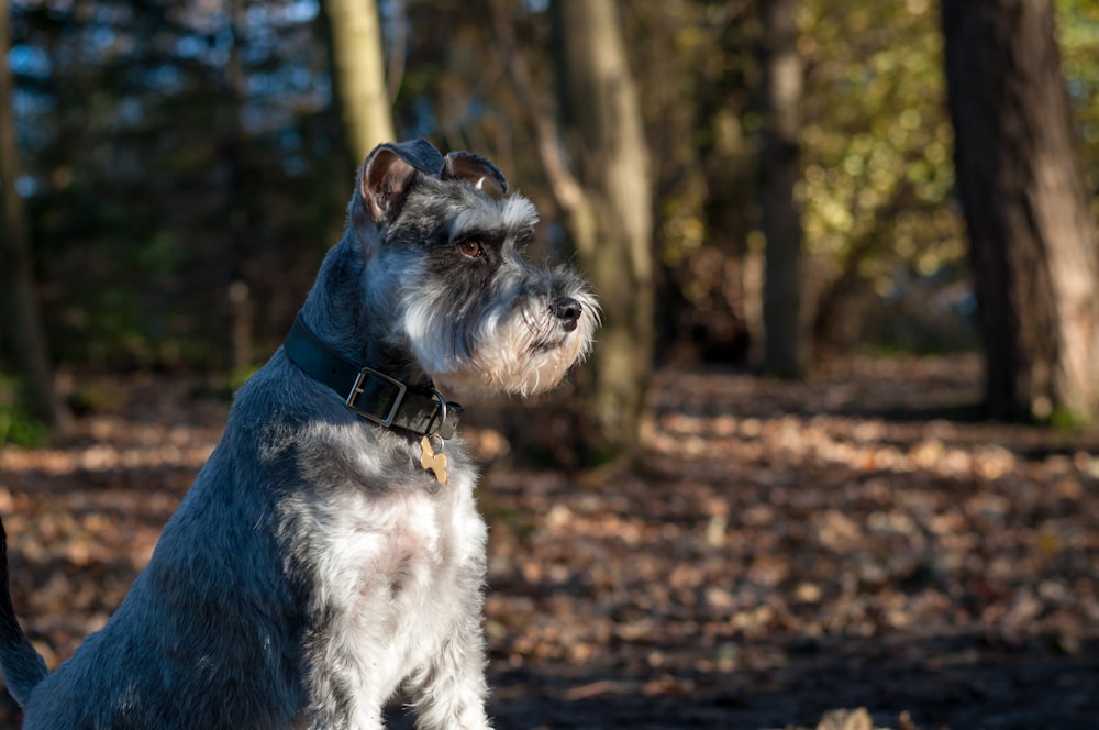 short-coated grey dog in the forest