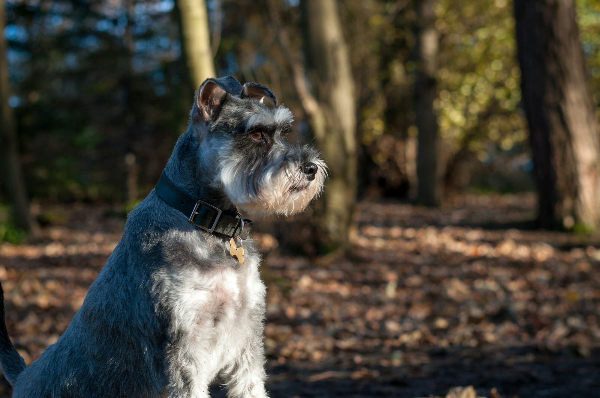 short-coated grey Scottish Terrier dog in the forest