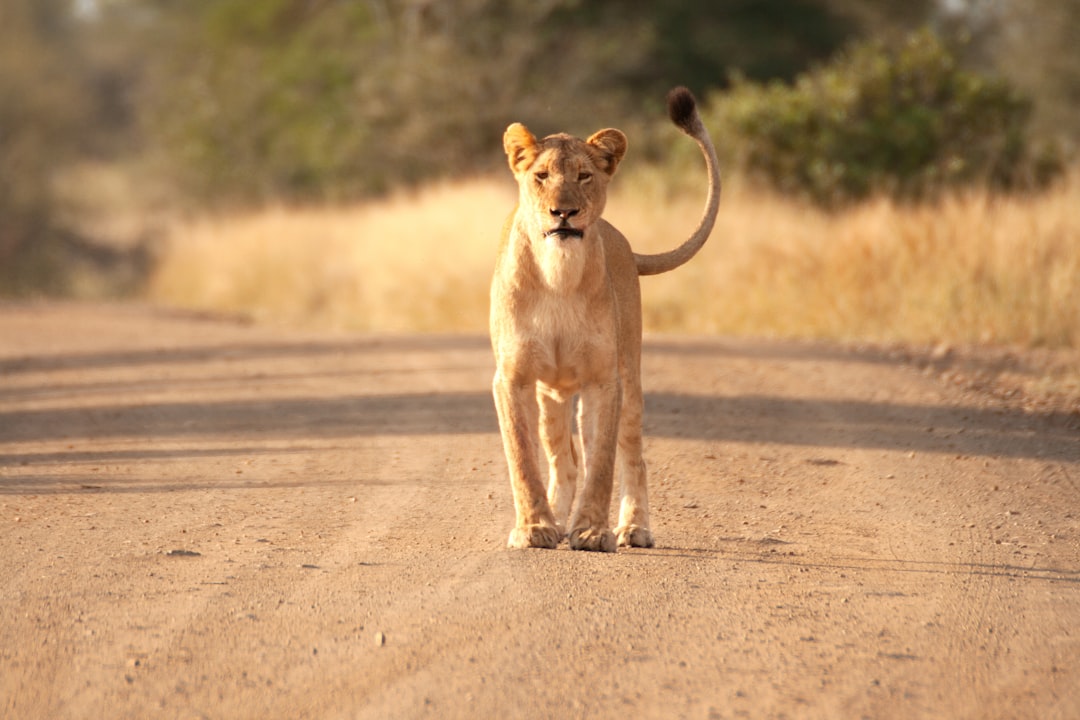 lioness on road